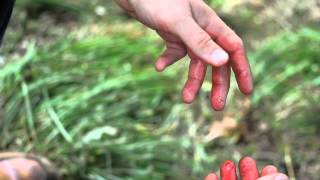 Horse Feathers - Violently Wild (Official Music Video)