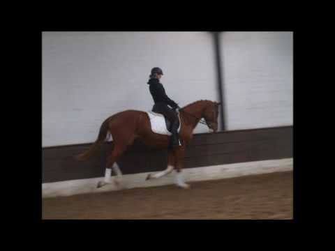 LIMELIGHT 4j. v.Licosto - Diamond Hit VB 10.000,- Euro -for sale-