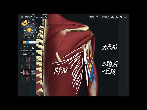 Mico 上腕骨について詳しく解説