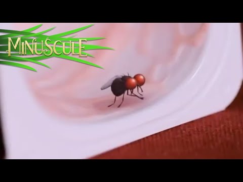 Minuscule - The magic fly / La mouche magique (Season 2)