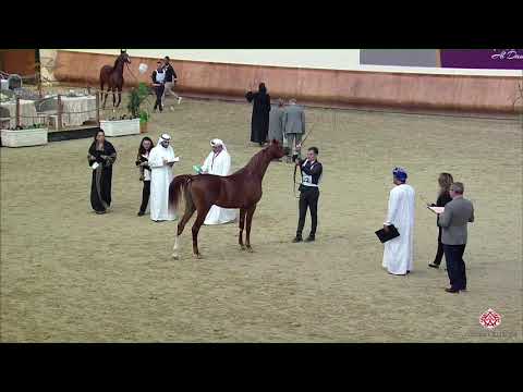 N 222 HALUL AL KHOR   22nd Qatar National 2019   Yearling Colts Class 6B