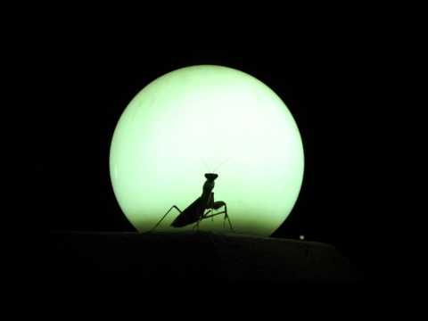 The Mantis and the Moon- guitar duet by Phillip Houghton