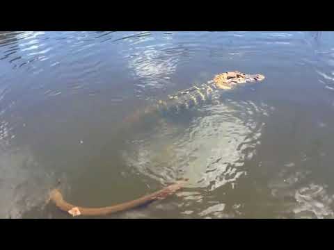 ヨーロッパの水族館の毒物漁
