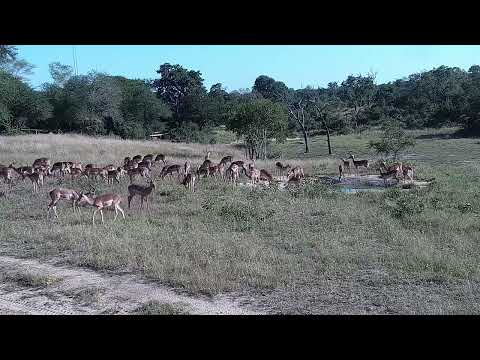 Djuma: Impala herd drinks at the pan and then off to graze - 08:08 - 04/05/2022