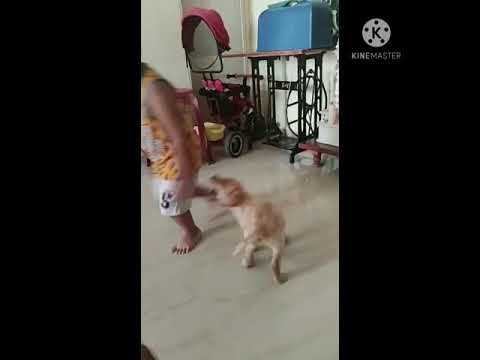 #####how to play with puppy### Satvik with bruno