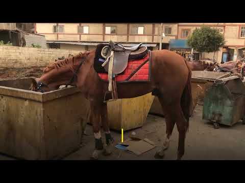 , title : 'Des chevaux blessés et épuisés se nourrissent d’ordures pour survivre en Égypte'
