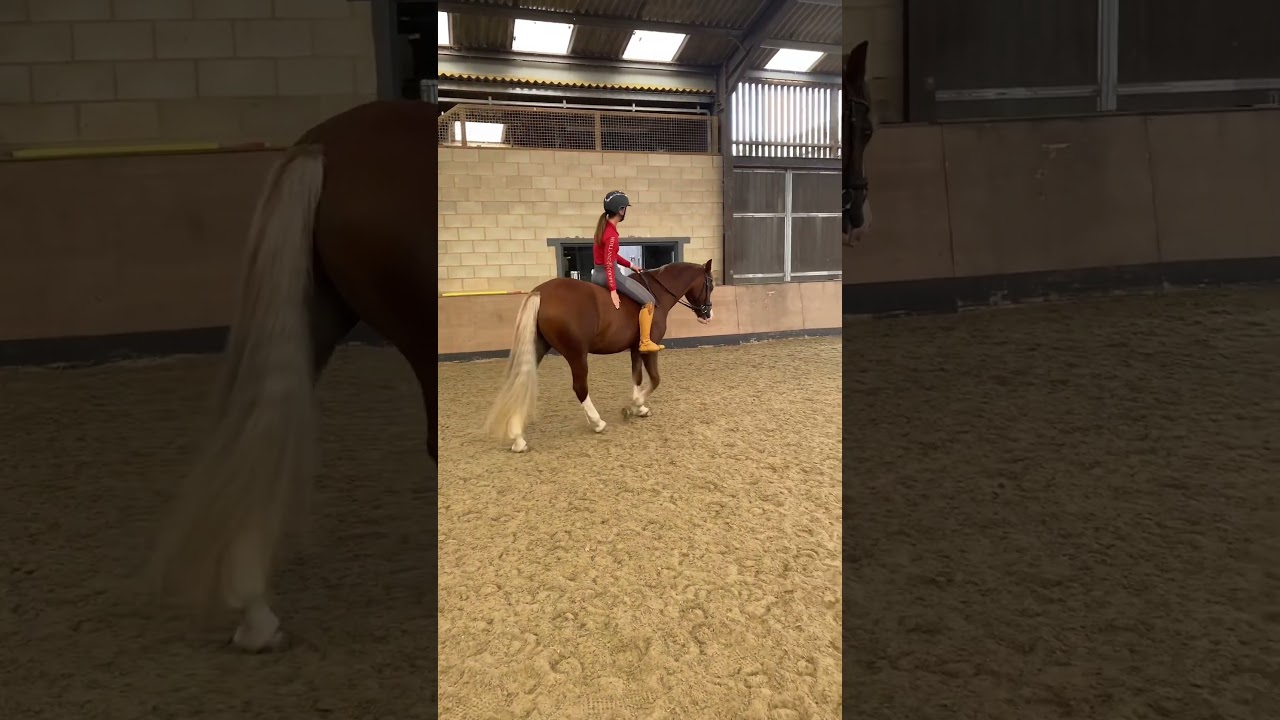 bareback fun 🤍 #horse #bareback #riding #dressage #dressagetraining #equestrian #horsevlog