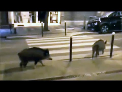 豬接管了巴黎的街道。 (Pigs Are Taking Over the Streets of Paris)