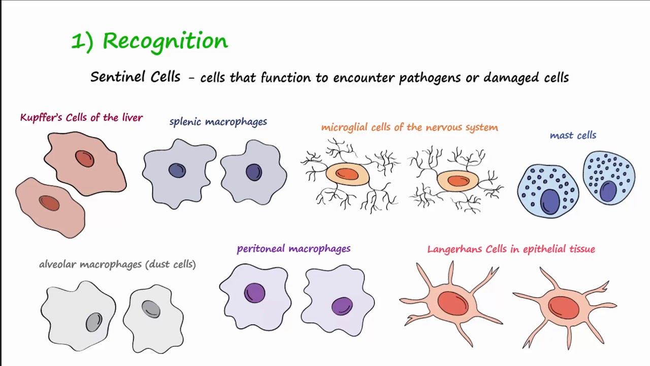 The Inflammatory Response