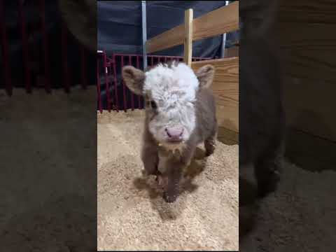 Baby Animals That Grew INTO MASSIVE GIANTS🐘🦁!