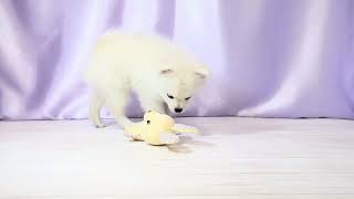 ハーフ犬の動画01