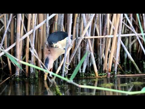Little bittern fishing