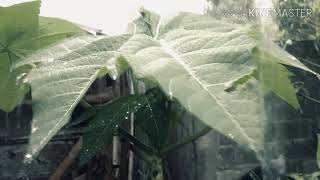 Download lagu Lungset by  ska 86 mp3