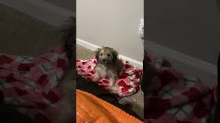 Morkie Puppies Videos