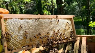 متى نقوم بنزع العاسلة