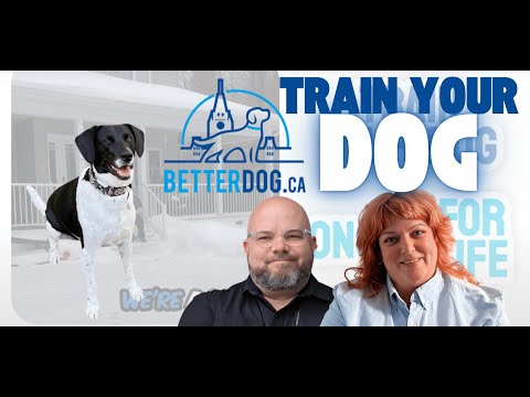 Better Dog Ottawa Gatineau video.
