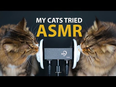 My Cats Tried ASMR | Mic Licking, Purring, Eating & Drinking Sounds | Cat Fight