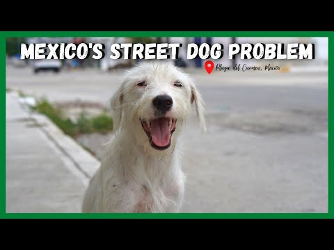 Why Are There So Many STRAY DOGS in MEXICO? | Playa del Carmen