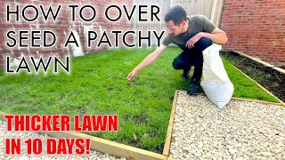 How to OVER SEED a PATCHY LAWN!