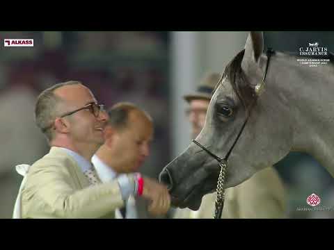 N 47 D BEISAN   World Arabian Horse Championship 2023   Doha   Junior Fillies   Section B Class 2B