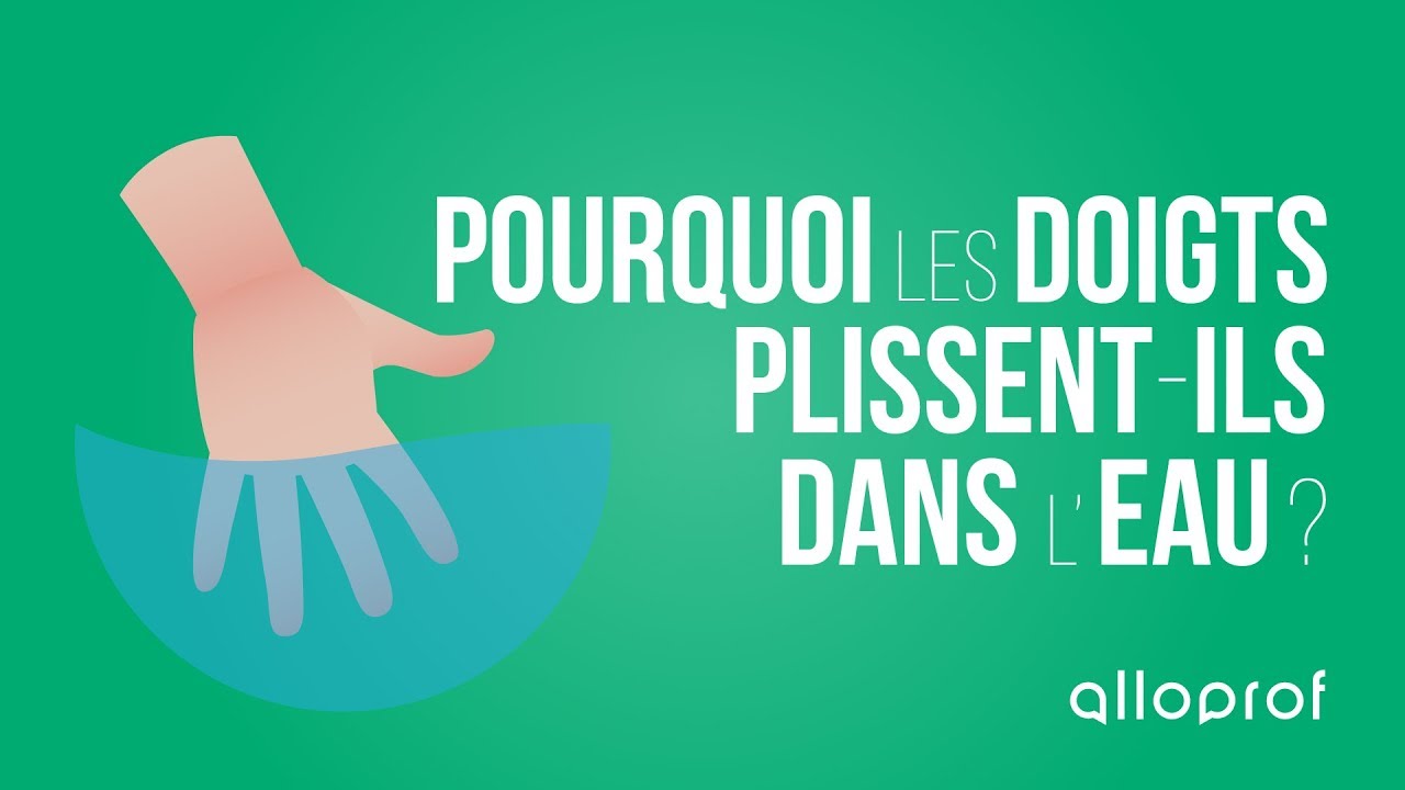 Pourquoi les doigts plissent-ils dans l'eau?