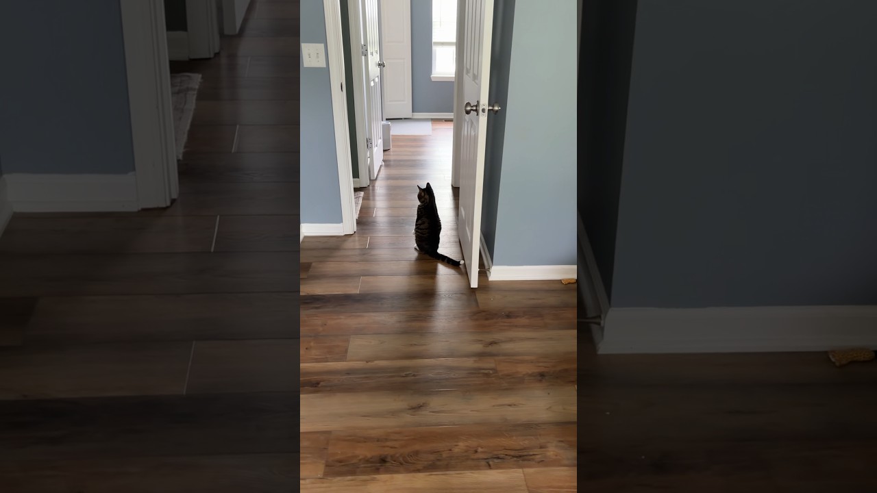 Just a typical day 🧍‍♂️ #miketv #mikey #dwarfcat