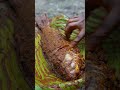 Fish Fry In Banana Leaf Shorts