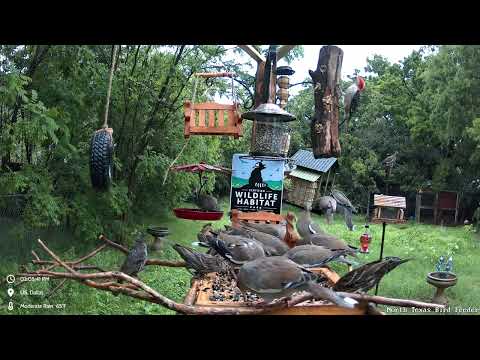 Red-bellied Woodpecker discovers the new log feeder