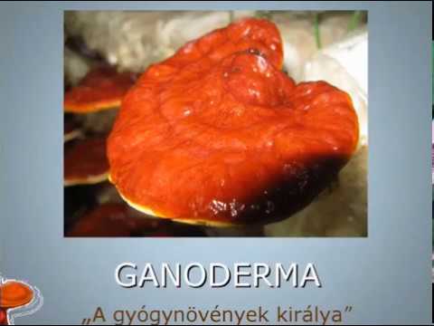 GANODERMA A GYÓGYNÖVÉNYEK KIRÁLYA * GANODERMASHOP * (2024)