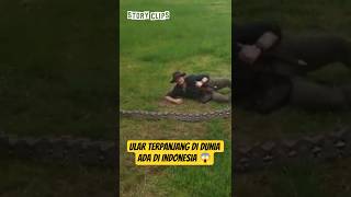 Download lagu The world's longest snake is in Indonesia! (7.22 meters) 😱 #shorts #guinessrecords mp3 Download lagu The world's longest snake is in Indonesia! (7.22 meters) 😱 #shorts #guinessrecords mp3