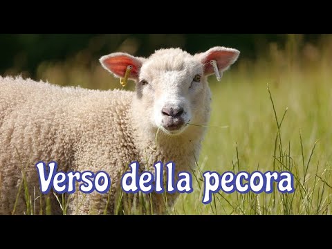 Verso della pecora - Sheep sound