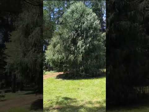 Video de Caba�as Beraca