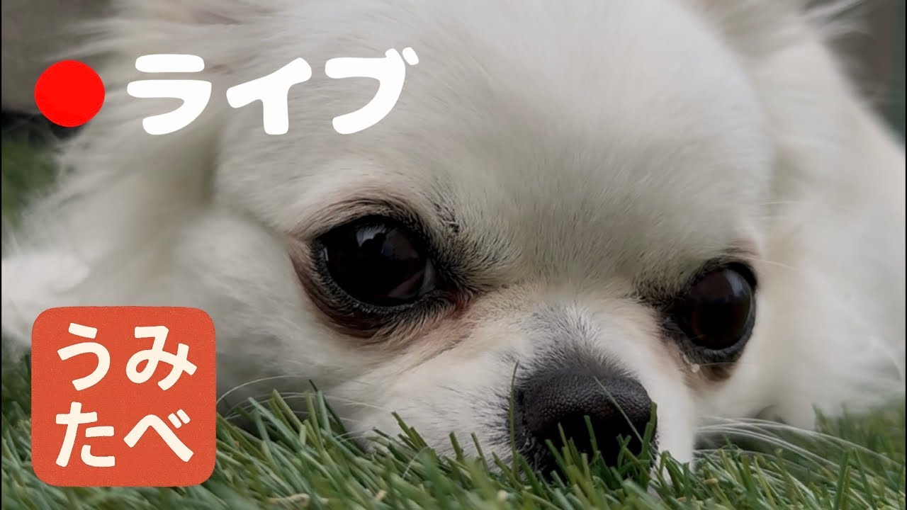 今年度最後のうみ食べLIVE！