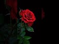 Flowers Status Flower Status Red Rose Status WhatsApp Status Love Status Short Trending