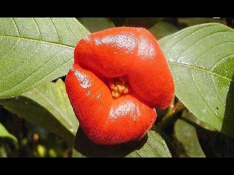 15 flores tan extrañas que apuesto a que no las conoces