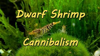 Dwarf Shrimp Cannibalism