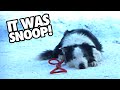 How Snoop Killed Samuel Anatomy Of A Fall Analysis