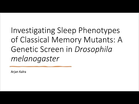 <p><span style="color: black;">Investigating Sleep Phenotypes of Classical Memory Mutants: A Genetic Screen in </span><em style="color: black;">Drosophila melanogaster</em></p>