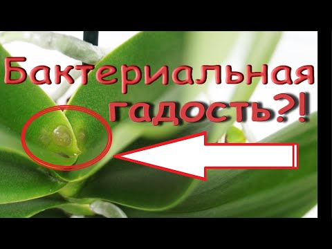 Орхидея:БАКТЕРИАЛЬНАЯ ГНИЛЬ,суровое ЛЕЧЕНИЕ,чудо.Phal.'Purple Rain' (фаленопсис "Пурпурный Дождь").