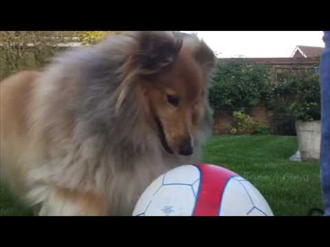 Sheltie Playing Football