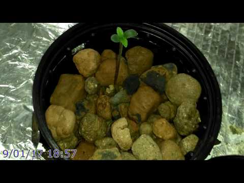 G13 Labs video