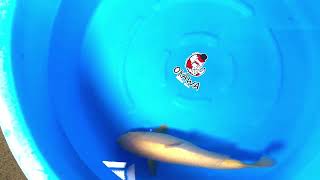 video van Karashigoi 2604060