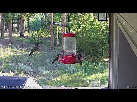 20220806 Hummingbird Feeding Frenzy