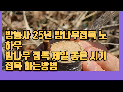밤농사 25년 밤나무 접목 노하우  밤나무 접목 제일 좋은 시기  접목하는 방법