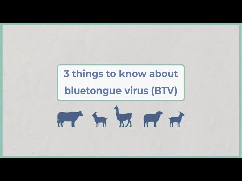 , title : 'Virus Bluetongue - fakta penting bagi peternak'