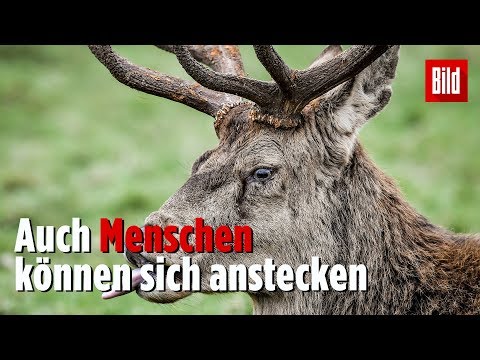 Tödlicher Zombie-Virus infiziert tausende Wildtiere