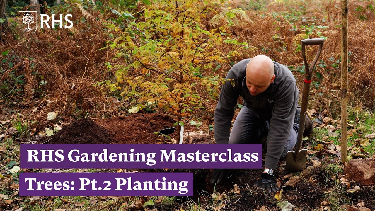 How and when to plant trees | RHS Gardening Masterclass: Trees Pt.2 | The RHS - YouTube