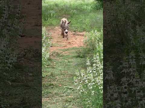 Donkey happy to see owner #animals #rescueanimals #donkey #hearttouching #cuteanimals
