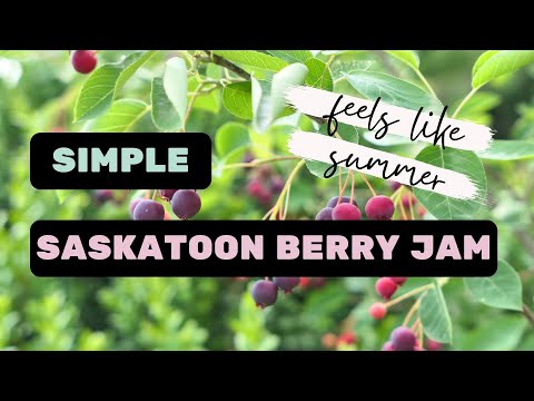 Picking Berries and How to Make Yummy Saskatoon Berry Jam without Pectin