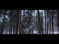Tiger Roar Vs Lion Roar The Most Badass Roar In Movies Part 1